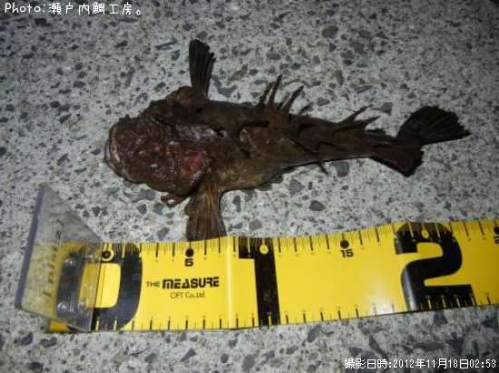 ���˥�����