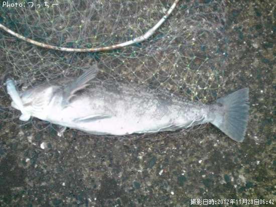 �����ʥ�