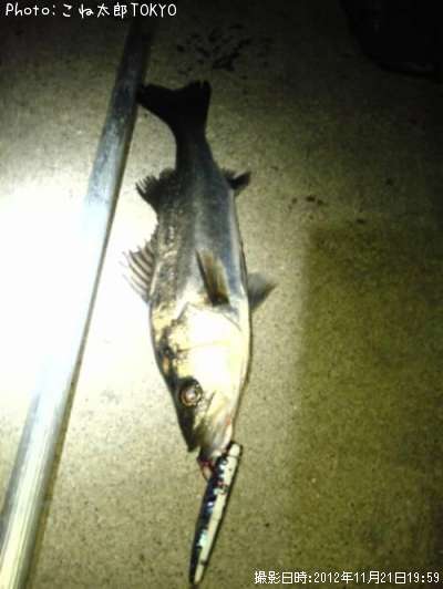 �����Х�