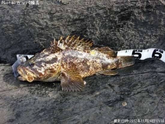 �٥å�������