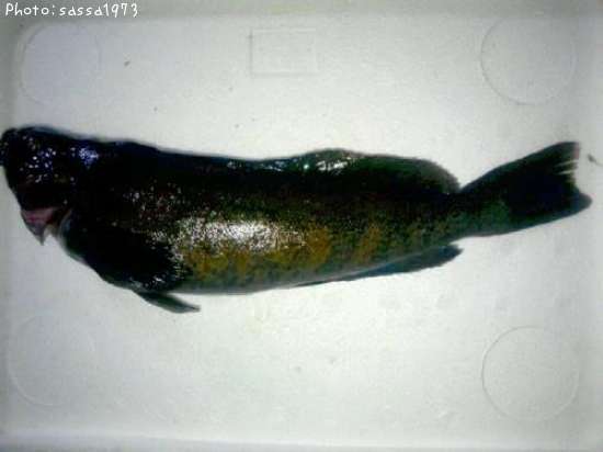 �����ʥ�