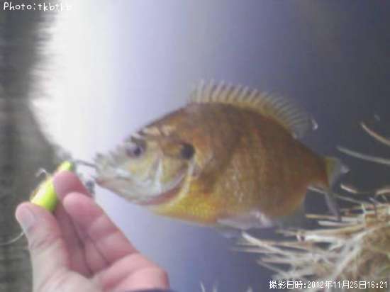 �֥롼����