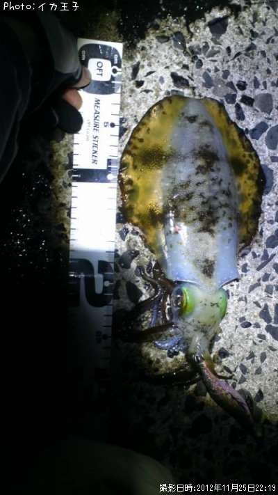 �����ꥤ��