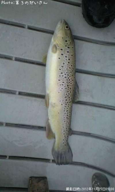 �֥饦��ȥ饦��