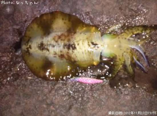 �����ꥤ��