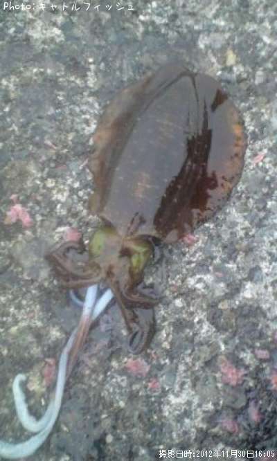 �����ꥤ��