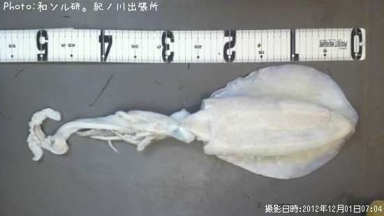 �����ꥤ��