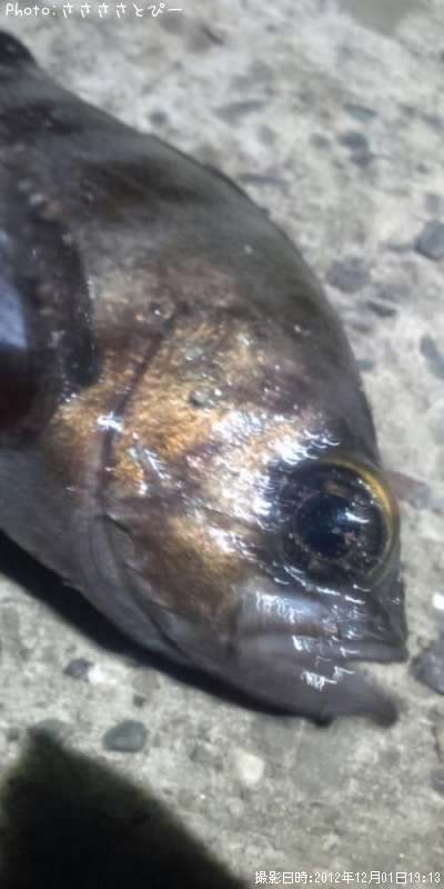 ���ꥢ��Х�