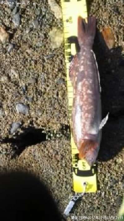 �����ʥ�