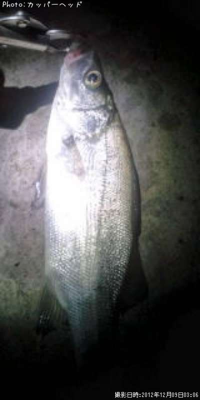 �ҥ饻����