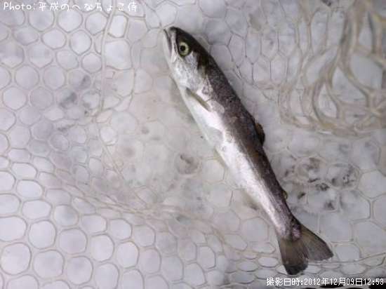 �����ۥ������