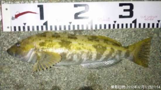 �����ʥ�