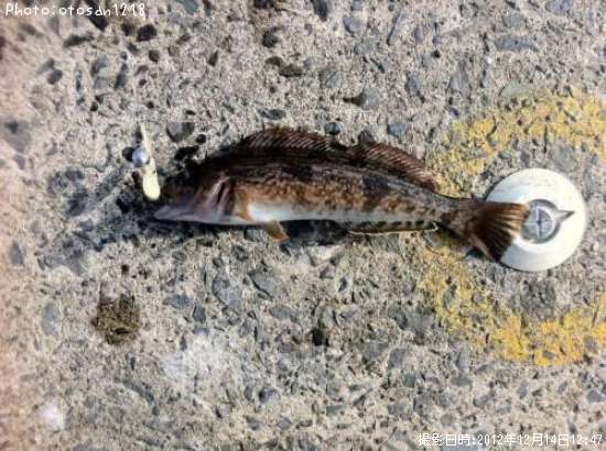 �����ʥ�