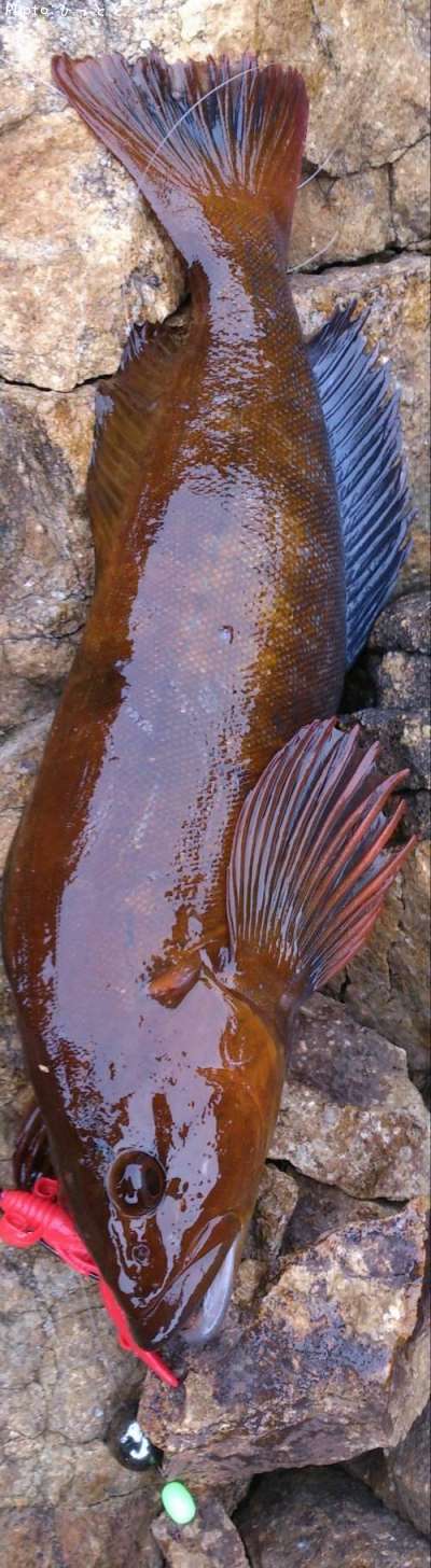 �����ʥ�