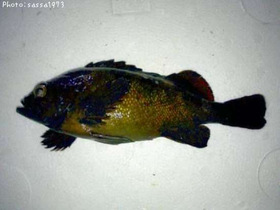 ������Х�