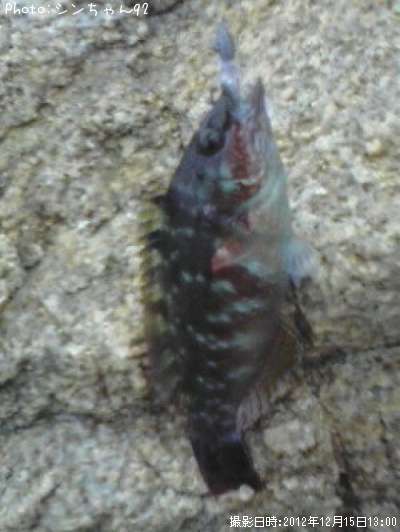 �����٥�