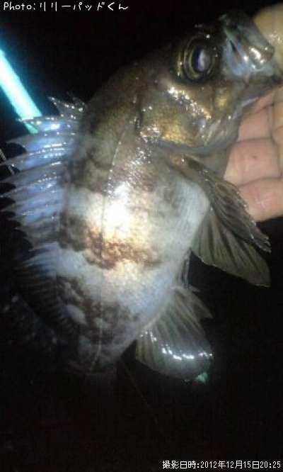 ��Х�����