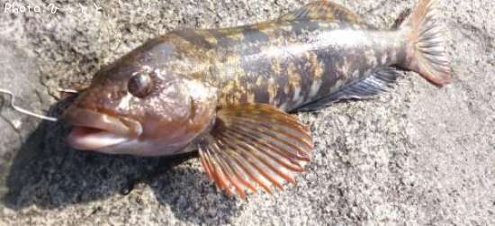 �����ʥ�