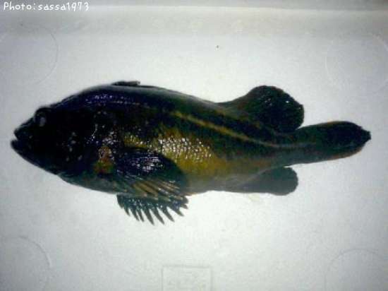 ���ޥ���