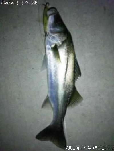 �����Х�