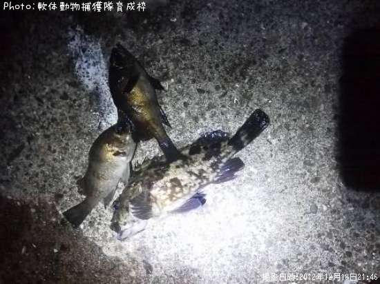 ��Х롡������