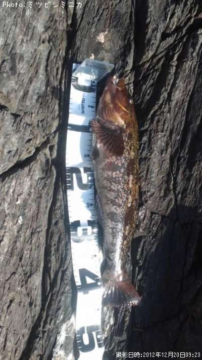 �����ʥ�