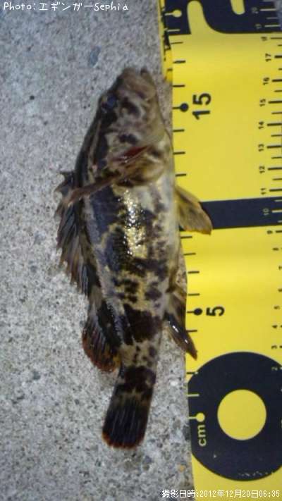 �����Υ���Х�