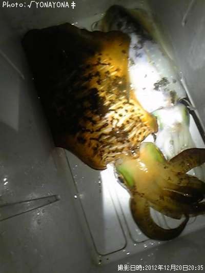 �����ꥤ��