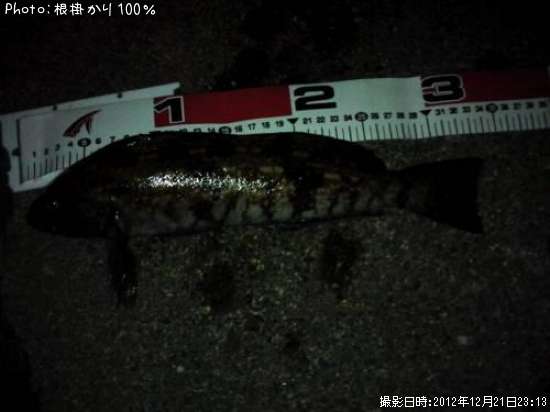 �����ʥ�