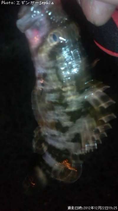 �����Υ���Х�