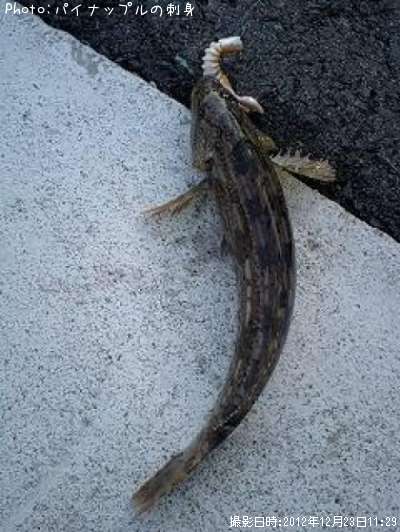 �����ʥ�