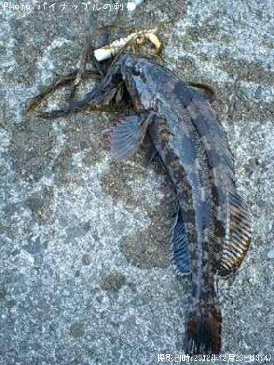 �����ʥ�