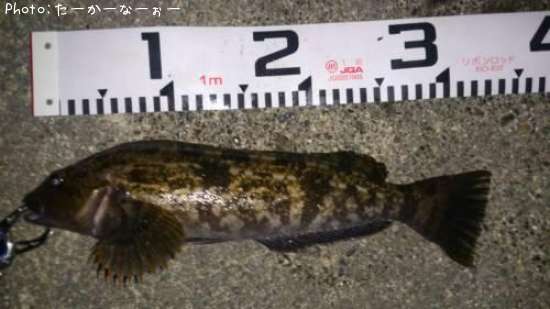 �����ʥ�