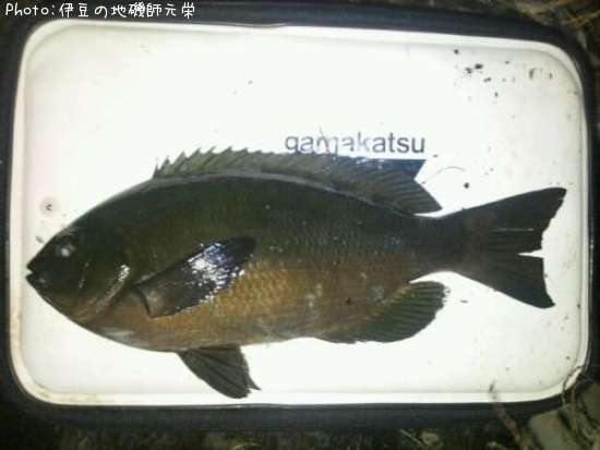 �����᥸��