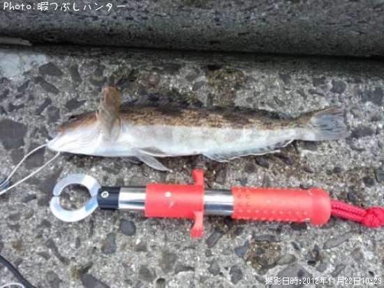 �����ʥ�