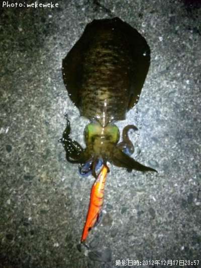 �����ꥤ��