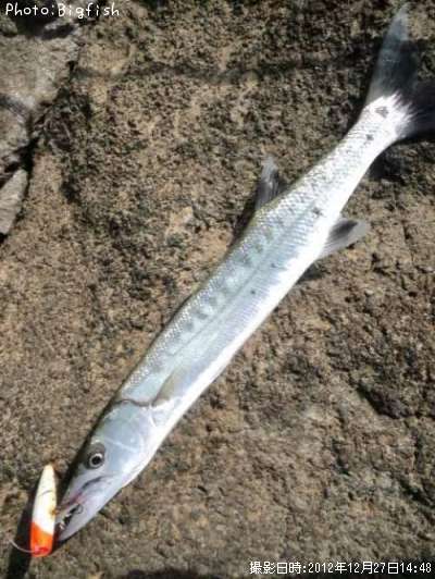 ���˥��ޥ�