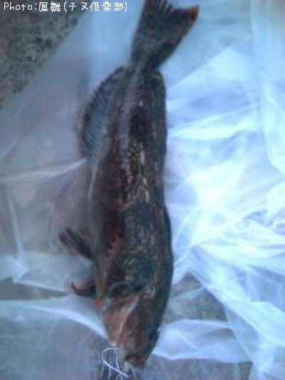 �����ʥ�