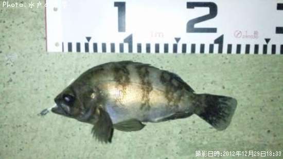 ��Х�