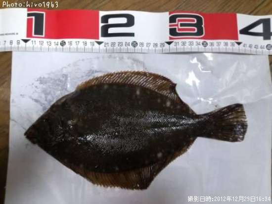 �ޥ����쥤