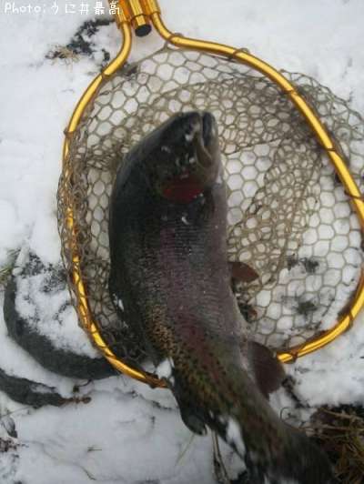 �쥤��ܡ��ȥ饦��