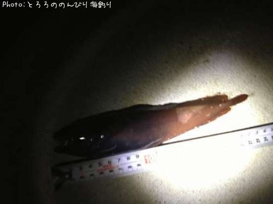 �������������ʥ�