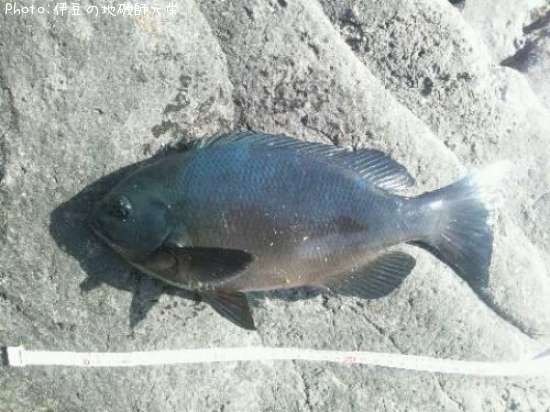 �����᥸��