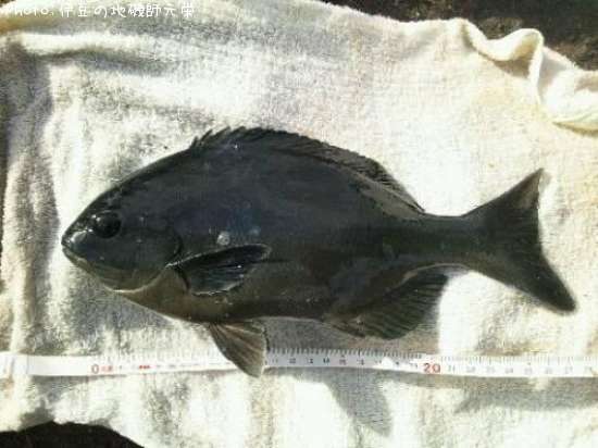 ��Ĺ�᥸��