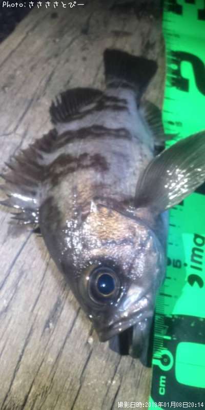 ��Х������