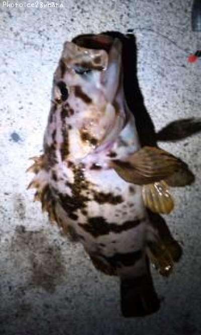 �����Υ���Х�