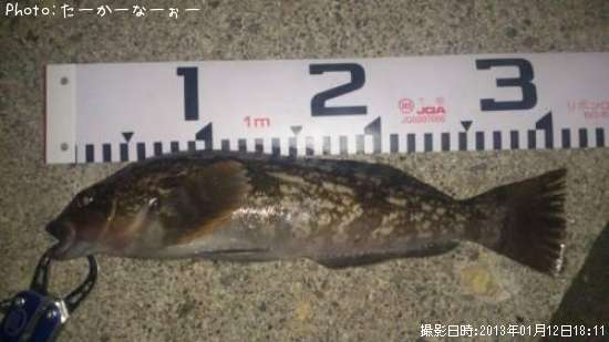 �����ʥ�