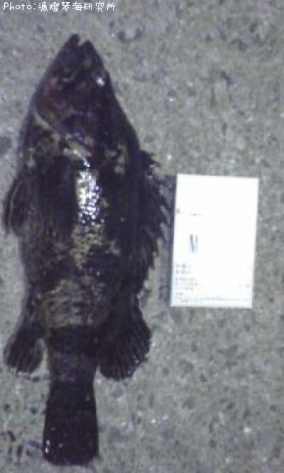 �����Υ���Х�