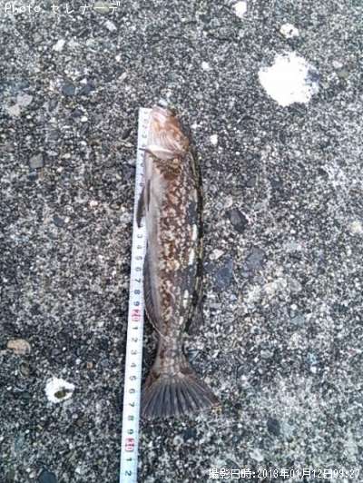 �����ʥ�