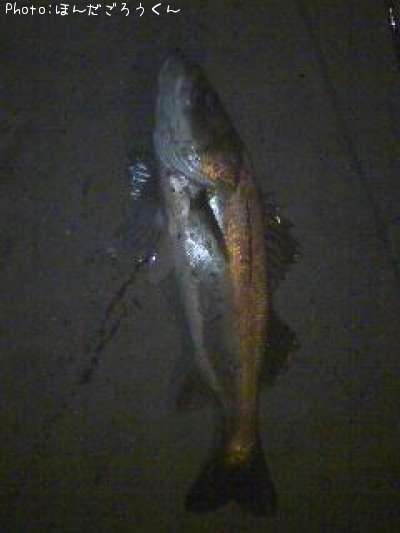 �����Х�